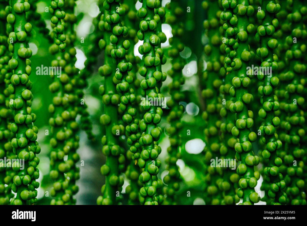 Arenga Pinnata, frutto di palma da zucchero Foto Stock