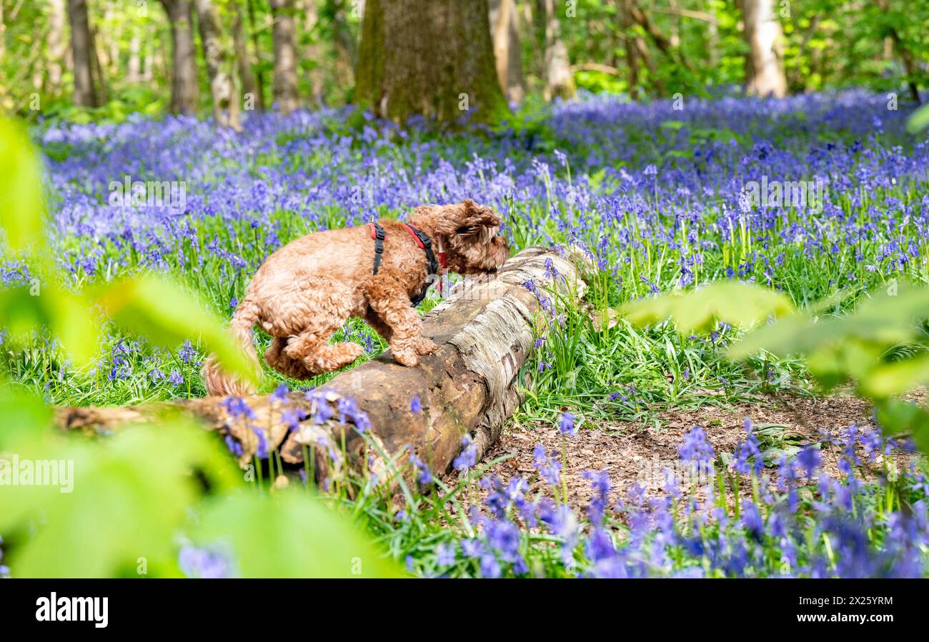 Brighton Regno Unito 20 aprile 2024 - Un cane salta su un tronco di campanelli in piena fioritura a Stanmer Park Great Wood appena a nord di Brighton in una mattinata di sole: Credit Simon Dack / Alamy Live News Foto Stock