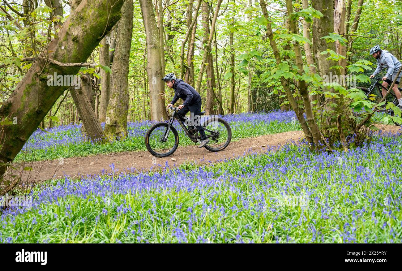 Brighton Regno Unito 20 aprile 2024 - i ciclisti passano davanti a campanelli in piena fioritura a Stanmer Park Great Wood appena a nord di Brighton in una mattinata di sole: Credito Simon Dack / Alamy Live News Foto Stock
