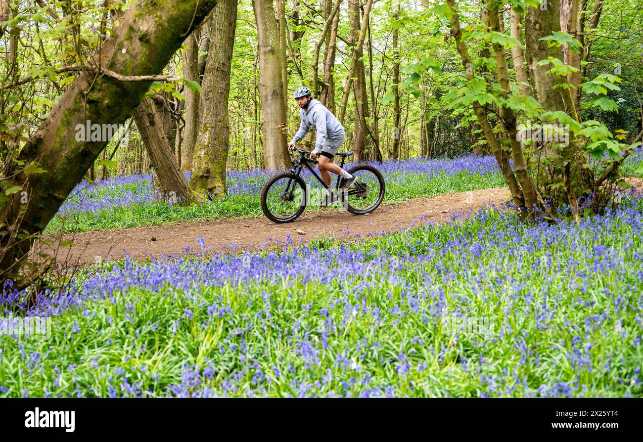 Brighton Regno Unito 20 aprile 2024 - i ciclisti passano davanti a campanelli in piena fioritura a Stanmer Park Great Wood appena a nord di Brighton in una mattinata di sole: Credito Simon Dack / Alamy Live News Foto Stock