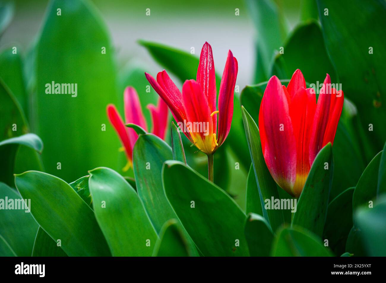 Tulipani rossi in fiore nel giardino Foto Stock