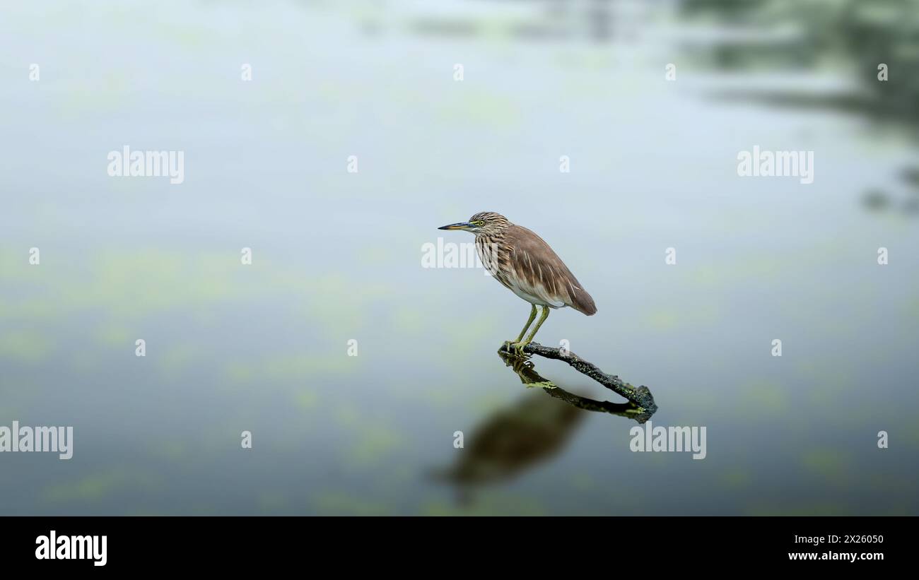 L'airone indiano dello stagno o Paddybird (Ardeola grayii) è un piccolo airone. È di origini del Vecchio mondo, che si riproduce nel sud dell'Iran e ad est del sub indiano Foto Stock