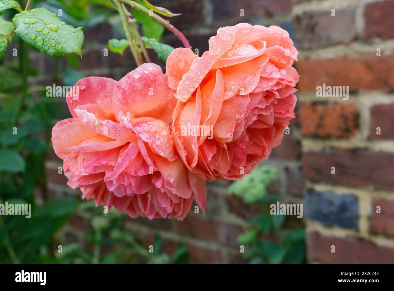 Primo piano di due moderne rose da giardino all'inglese, rosa con tinta arancione, appese da un cespuglio in un giardino all'inglese, con gocce di pioggia sui petali Foto Stock