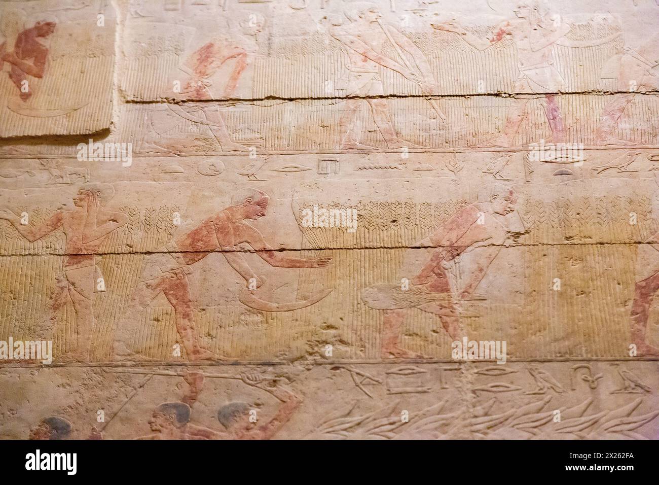 Egitto, Saqqara, tomba di Ty, agricoltura: Raccolto. Foto Stock