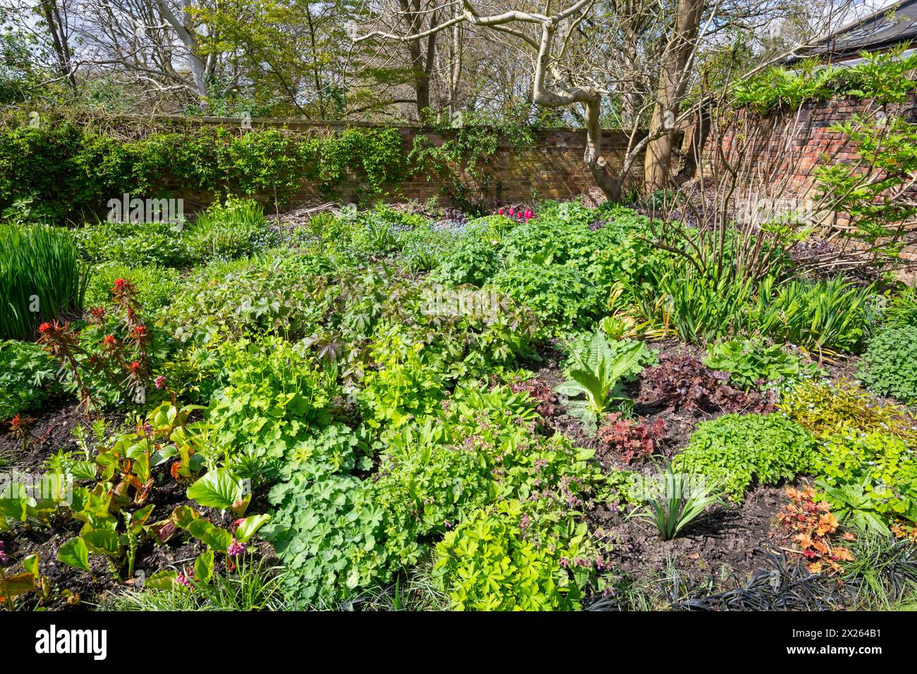 Confini erbacei nel Parsonage Garden presso il giardino botanico Fletcher Moss a Didsbury, a South Manchester. Foto Stock