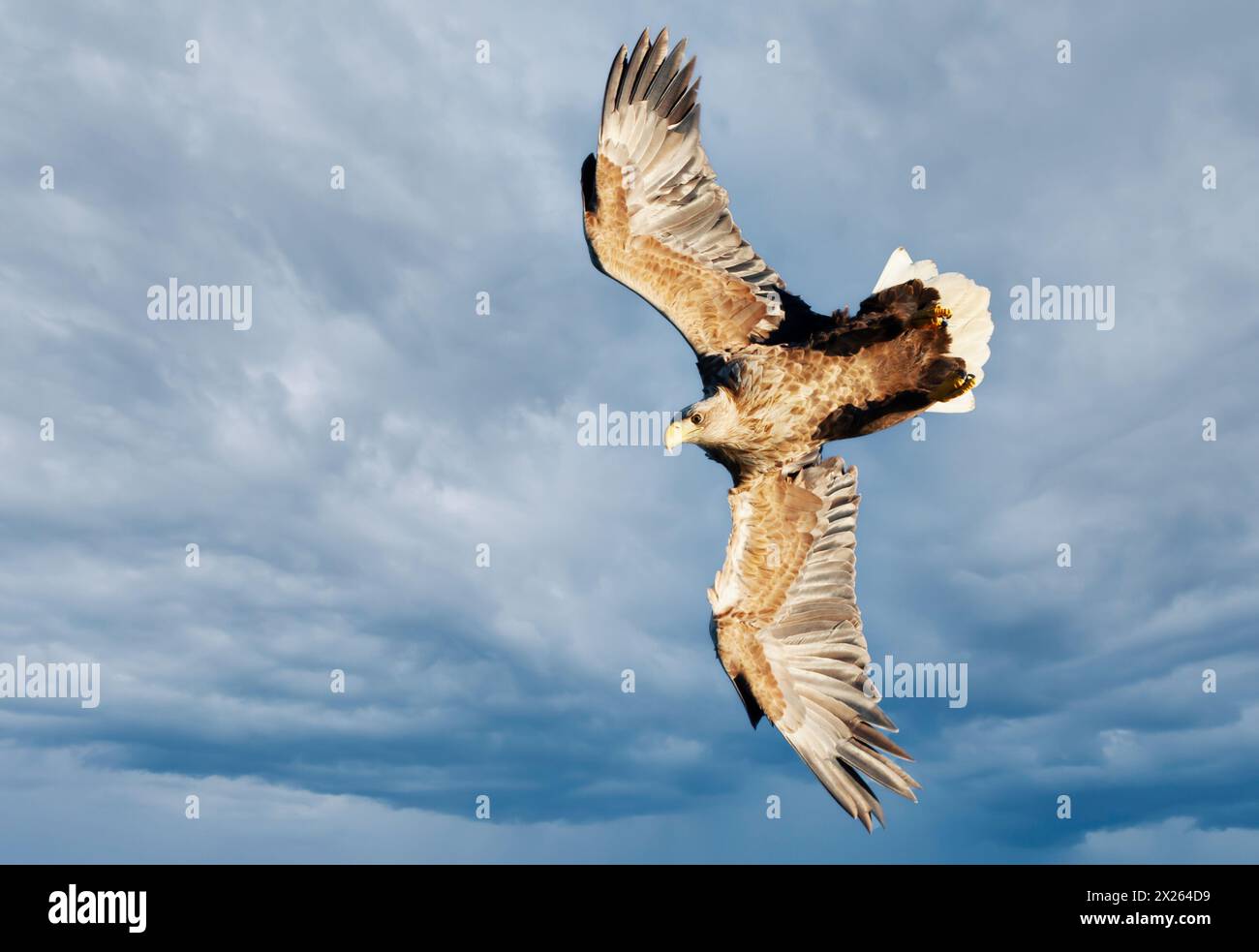 Primo piano di un'aquila marina dalla coda bianca in volo contro il cielo nuvoloso Foto Stock