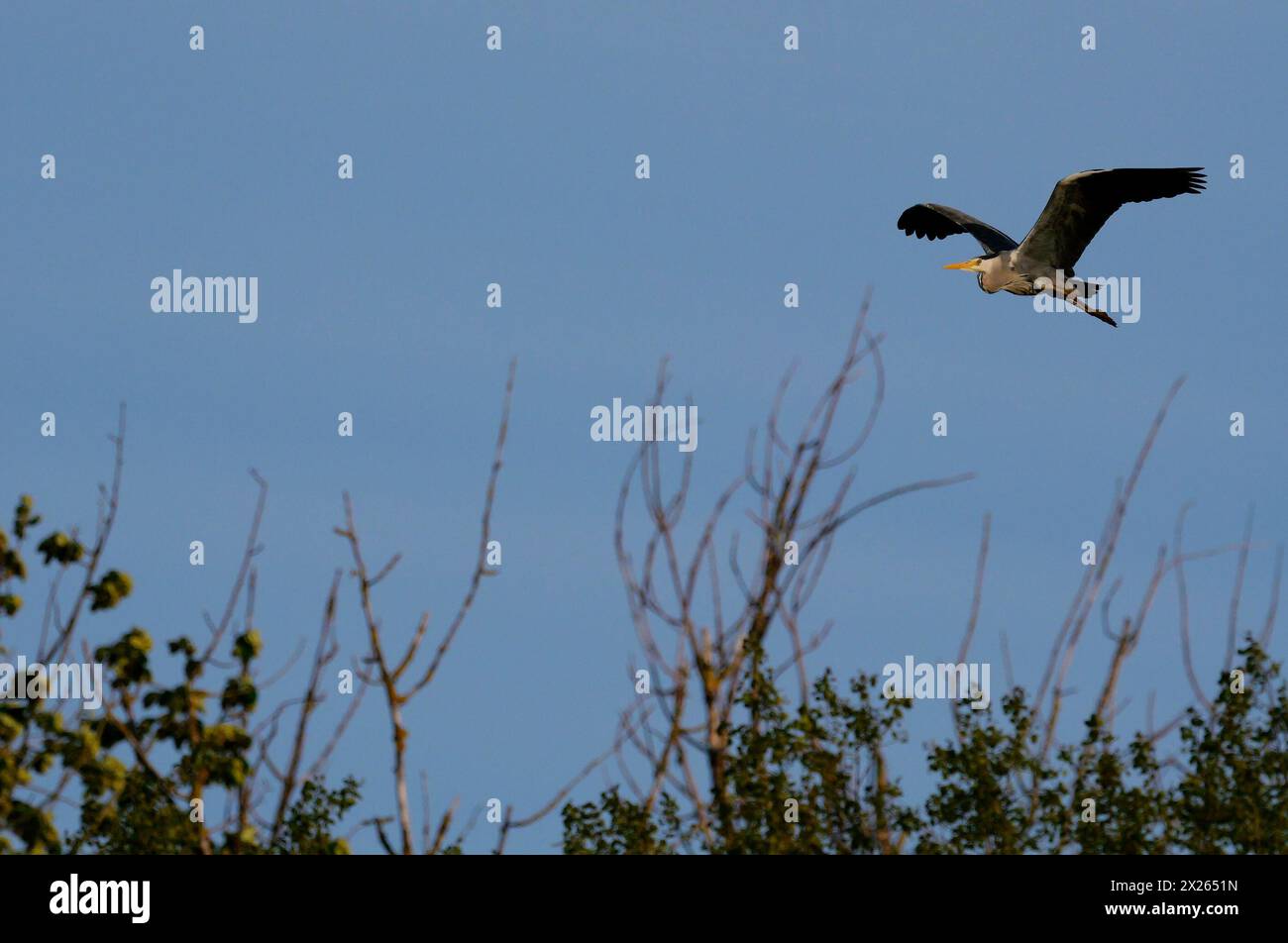 Loewenbruch, Germania. 14 aprile 2024. 14.04.2024, Un airone grigio (Ardea cinerea) vola alla luce del sole serale nel cielo sopra Loewenbruch nel Brandeburgo, a sud di Berlino. Credito: Wolfram Steinberg/dpa credito: Wolfram Steinberg/dpa/Alamy Live News Foto Stock