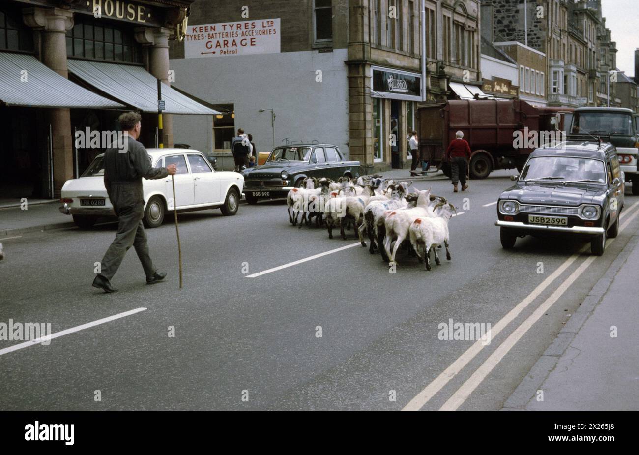Pecore che vengono allevate in traghetto lungo George Street, Oban Foto Stock