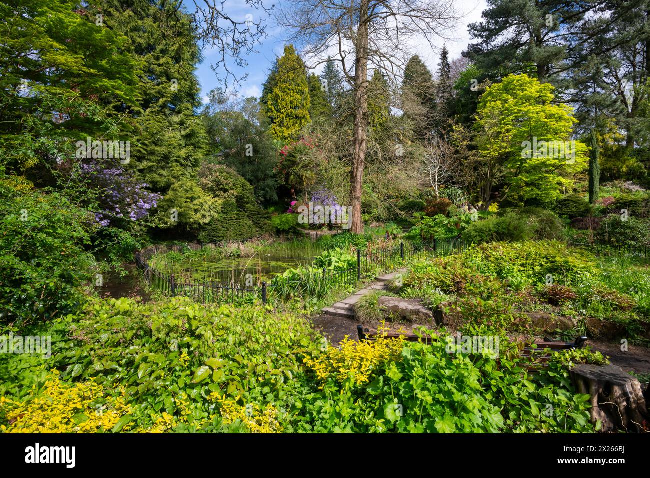 Giardini botanici Fletcher Moss in primavera, Didsbury, Greater Manchester, Inghilterra. Foto Stock