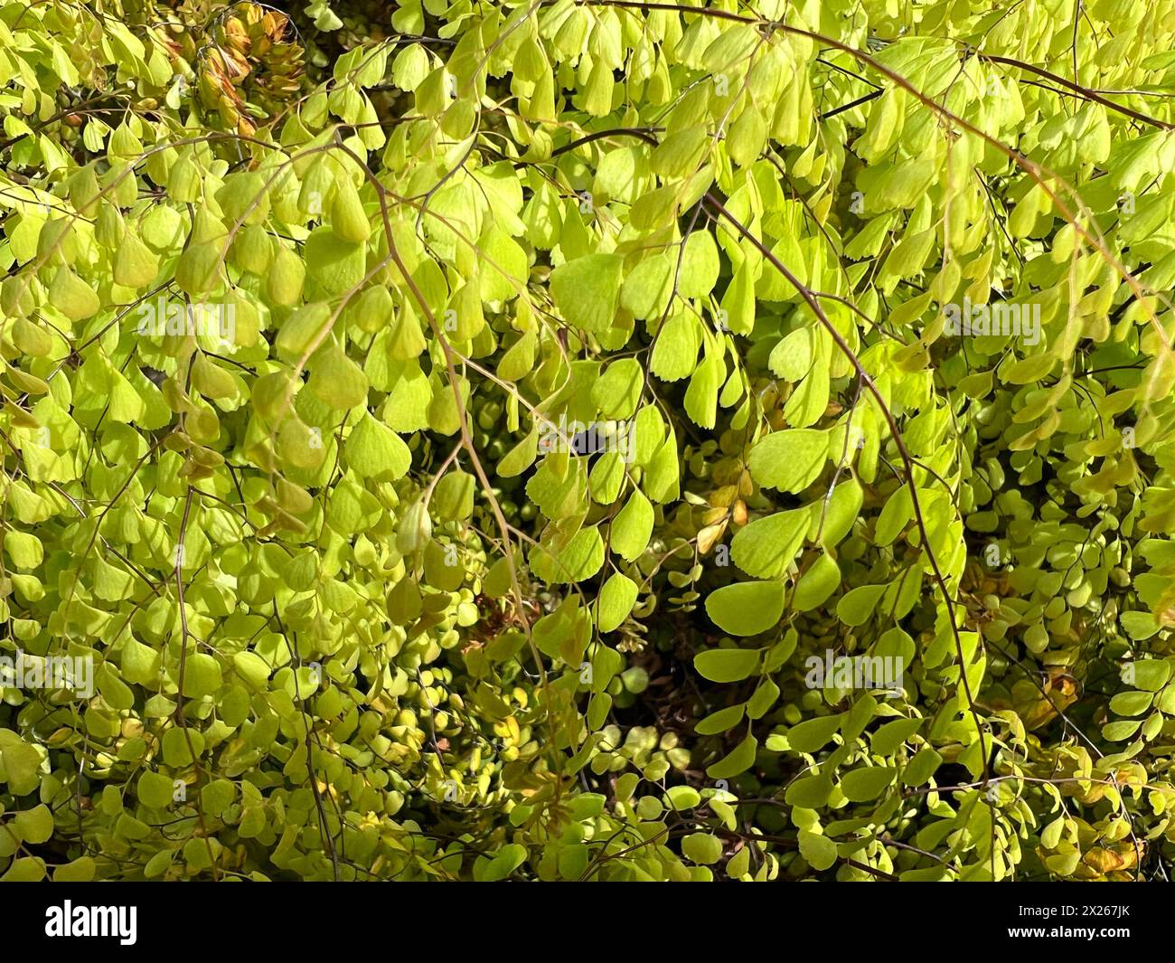 Frauenhaarfarn, Adiatum Venustum ist eine Farnart mit filigranen Blaettern. La felce di Maidenhair, Adiatum Venustum, è una specie di felce con leav delicato Foto Stock