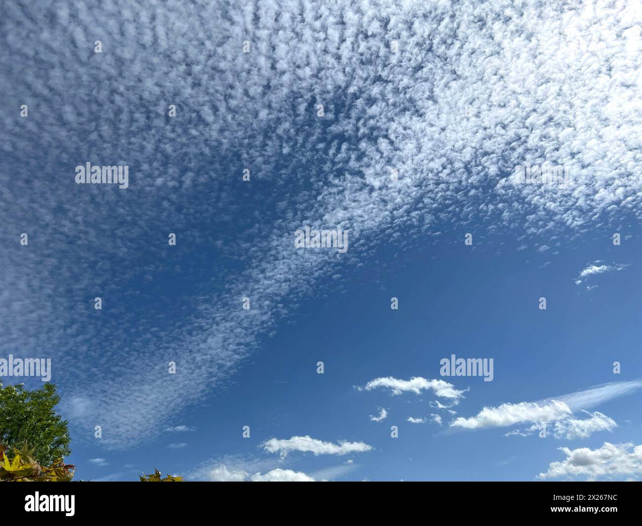 Schaefchenwolken, Cirrocumulus undulatus kuendigen Regen An. Nuvole voluminose, Cirrocumulus undulatus, pioggia di araldo Schaefchenwolken, Cirrocumulus, undula Foto Stock