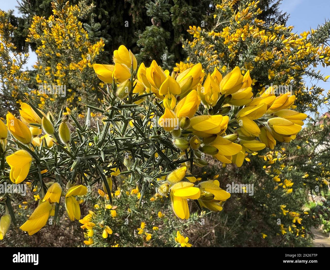 Stechginster, Ulex europaeus, ist eine wichtige Heilpflanze und gehoert zu den Bachblueten. Gorse, Ulex europaeus, è un'importante pianta medicinale e. Foto Stock