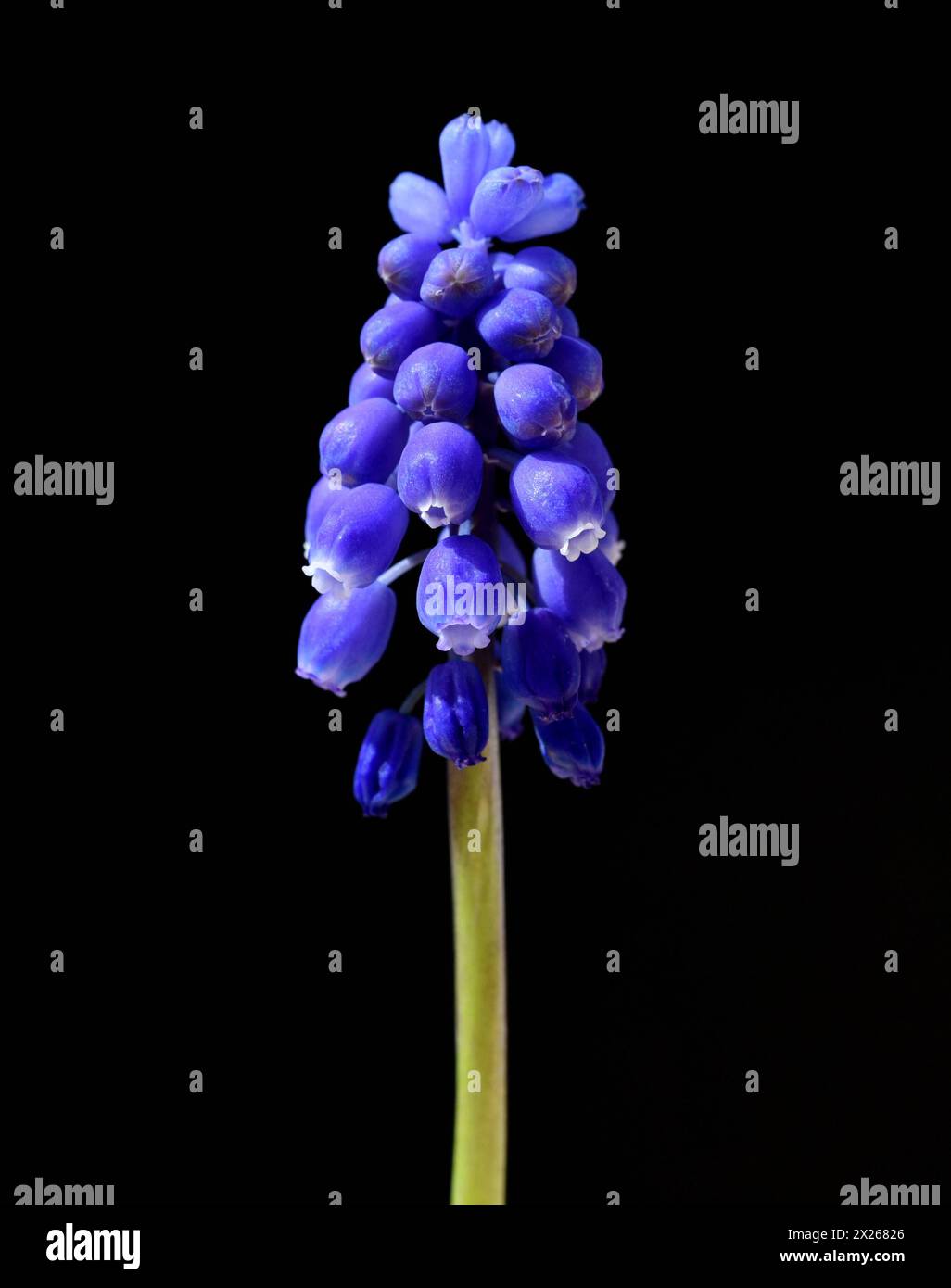 Traubenhyazinthe, Muscari latifolium, ist eine Wild wachsende Blume mit blauen Blueten. Il Giacinto d'uva, il Muscari latifolium, è un fiore selvatico dal blu Foto Stock