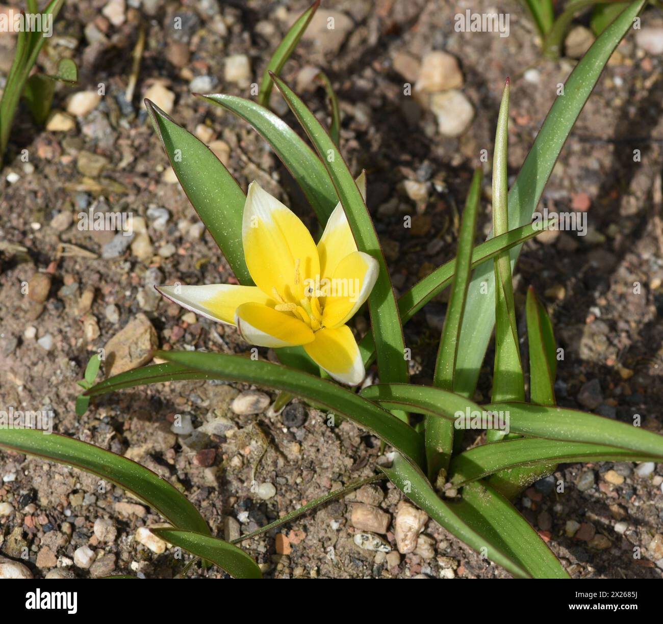 Wildtulpen sind die Vorfahren moderner Gartentulpen. I tulipani selvatici sono gli antenati dei moderni tulipani da giardino Wildtulpe, tarda, Botanische, Tulpe *** Wil Foto Stock