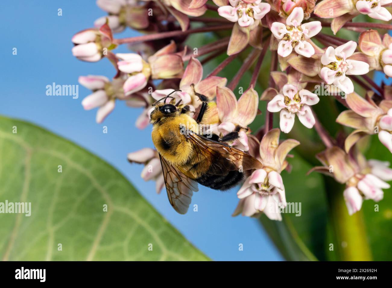 Primo piano dell'ape del mammifero orientale comune sul fiore selvatico delle alghe munte della palude. Conservazione di insetti e natura, conservazione dell'habitat e giardino di fiori da cortile Foto Stock