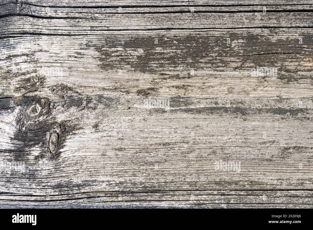 Sfondo testurizzato di legno invecchiato e intemprato con delicati motivi licheni. Foto Stock