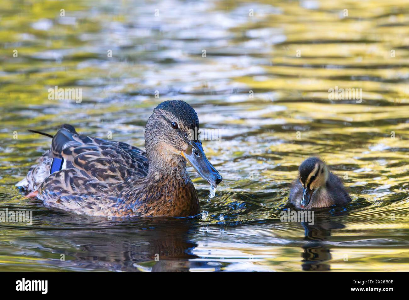 Mamma con anatroccolo sul laghetto nei bellissimi colori dell'alba (Anas platyrhynchos) Foto Stock