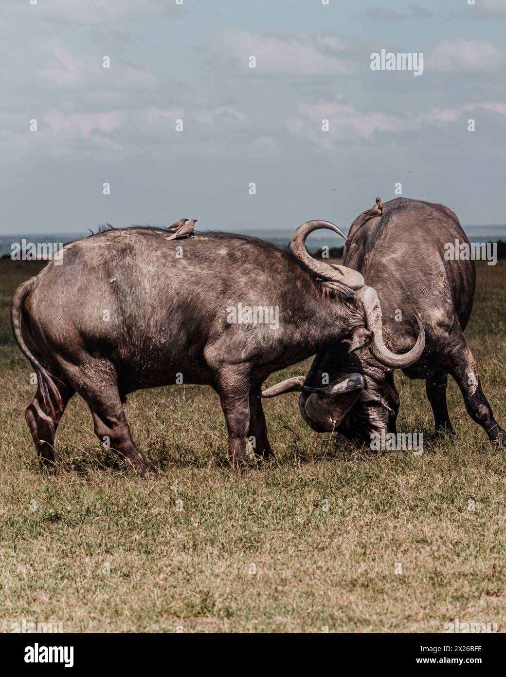 Dominazione in mostra: Combattere i bufali d'acqua nelle pianure di Ol Pejeta Foto Stock