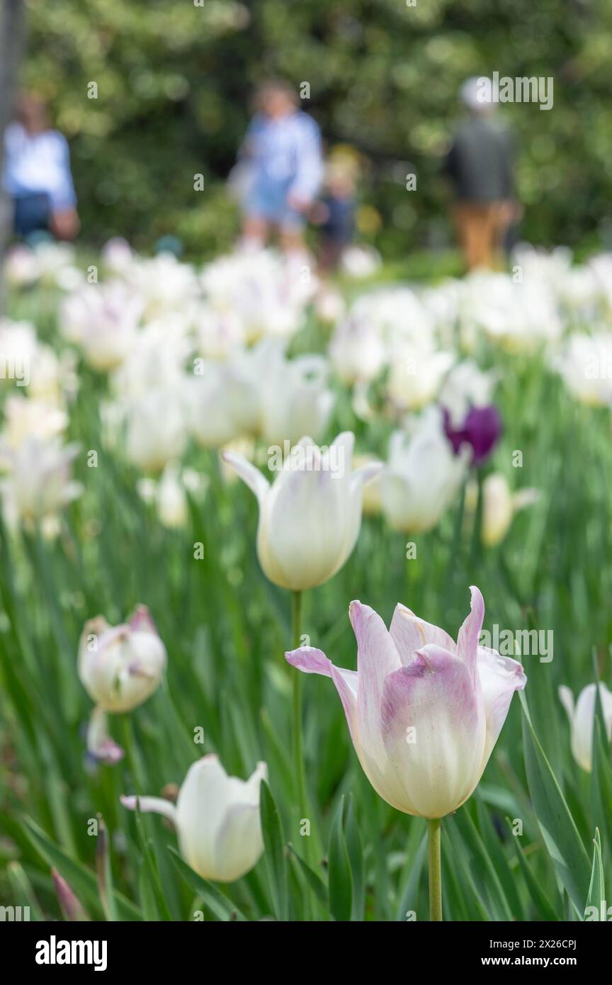 Concentrati sui tulipani bianchi in primo piano e sulle persone sfocate sullo sfondo. Foto Stock