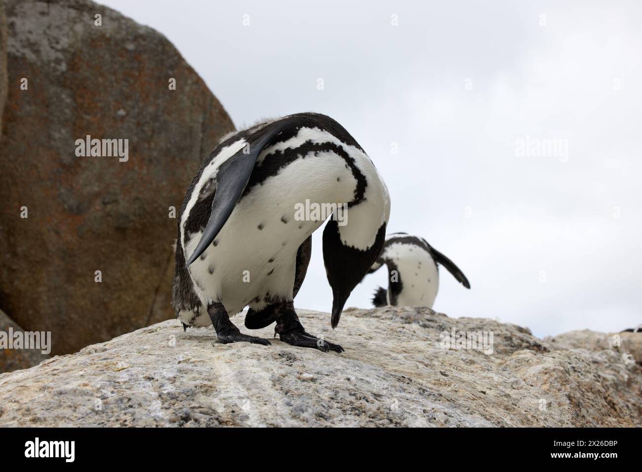 Pinguini, rocce o massi all'aperto per turisti, fauna selvatica e paesaggi in ambiente o ecologia. Uccelli, biologia e natura selvaggia per l'ecosistema Foto Stock