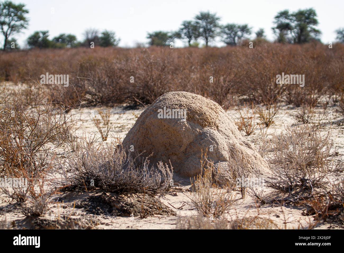 Tumulo di termiti nella macchia nel parco transfrontaliero di Kgalagadi, Sudafrica Foto Stock