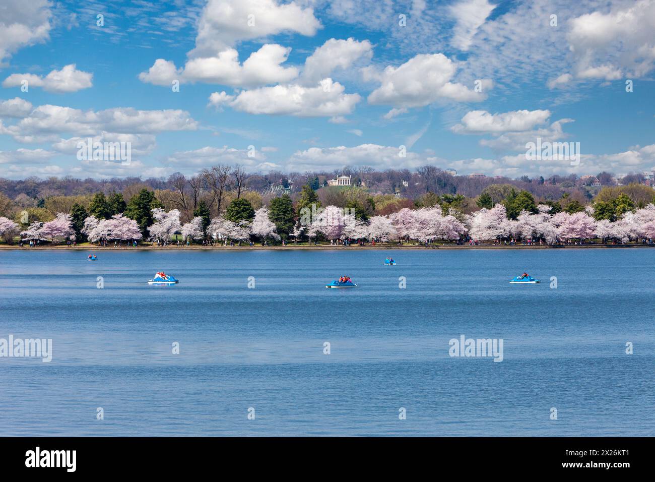 Washington D.C., fiori di ciliegio. Paddle-Boating sul bacino di marea. Custis-Lee Mansion sulla collina in background. Foto Stock