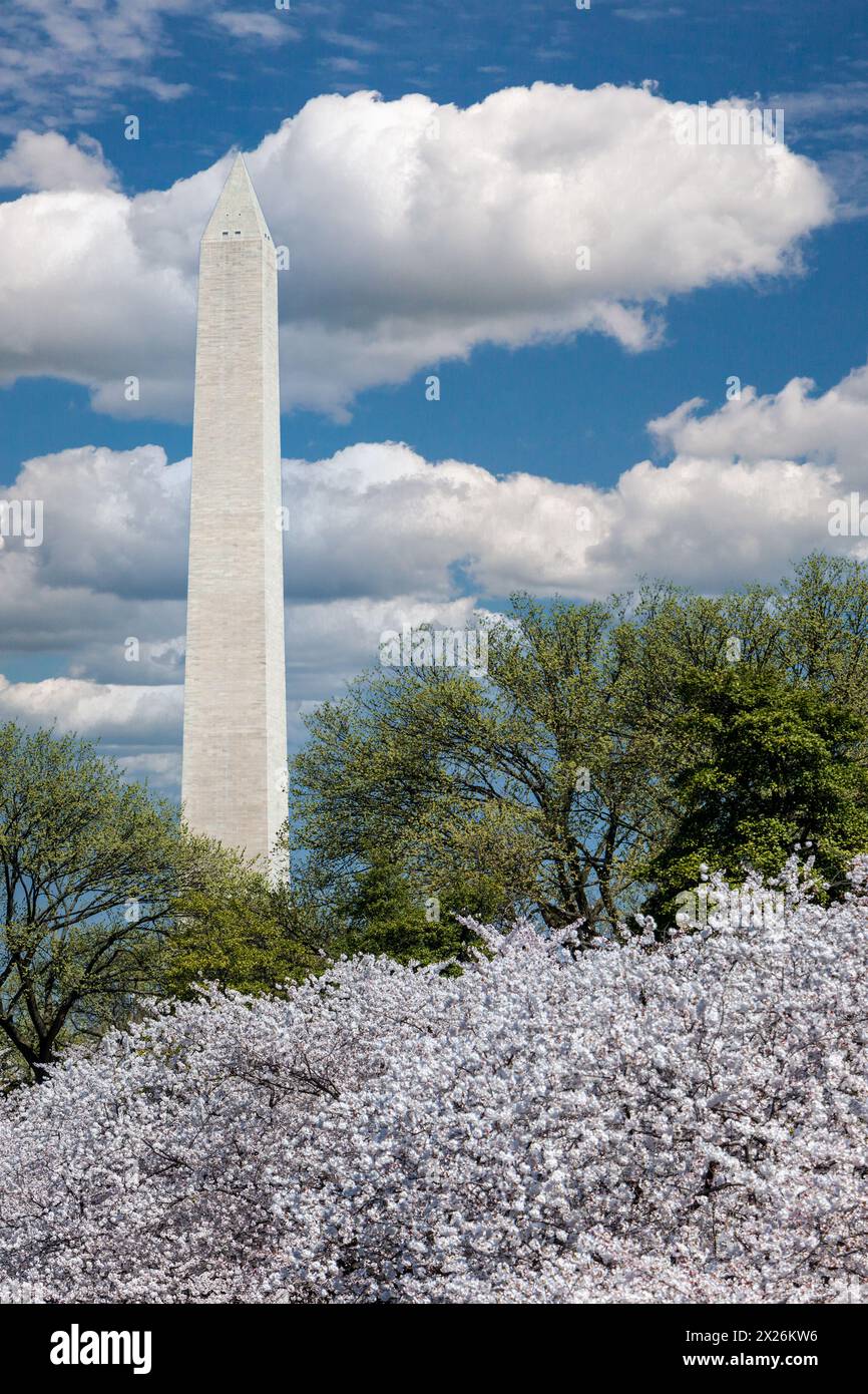 Washington D.C., fiori di ciliegio e il Monumento a Washington. Foto Stock