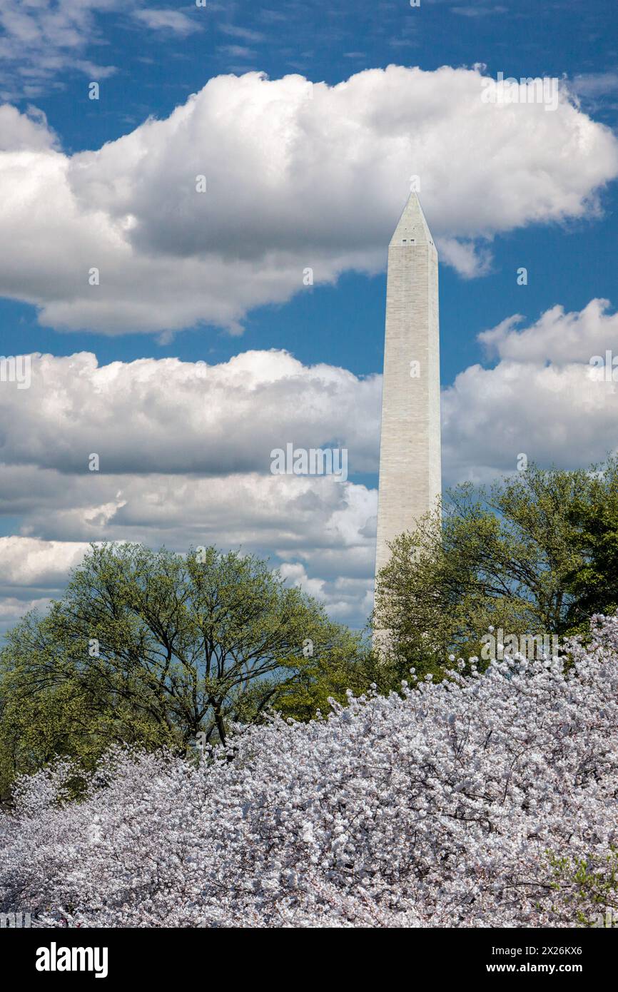 Washington D.C., fiori di ciliegio e il Monumento a Washington. Foto Stock