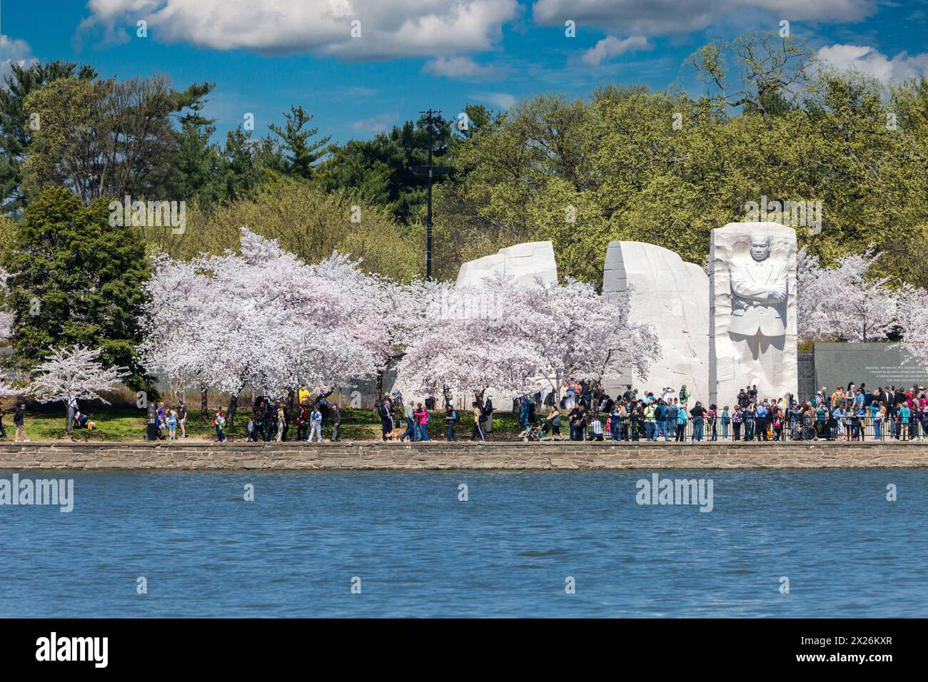 Washington D.C., fiori di ciliegio e Martin Luther King Jr. Memorial. Foto Stock