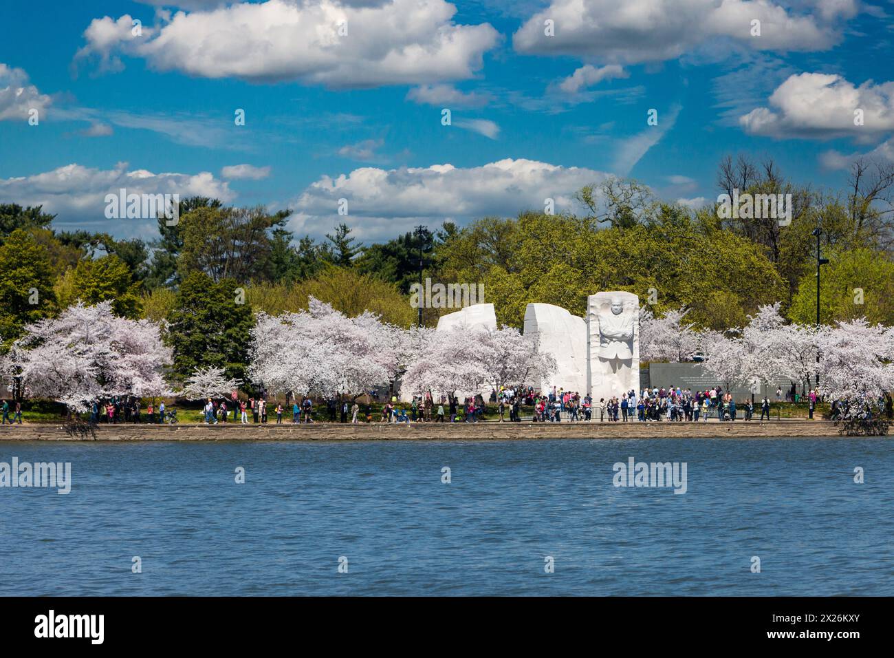 Washington D.C., fiori di ciliegio e Martin Luther King Jr. Memorial. Foto Stock