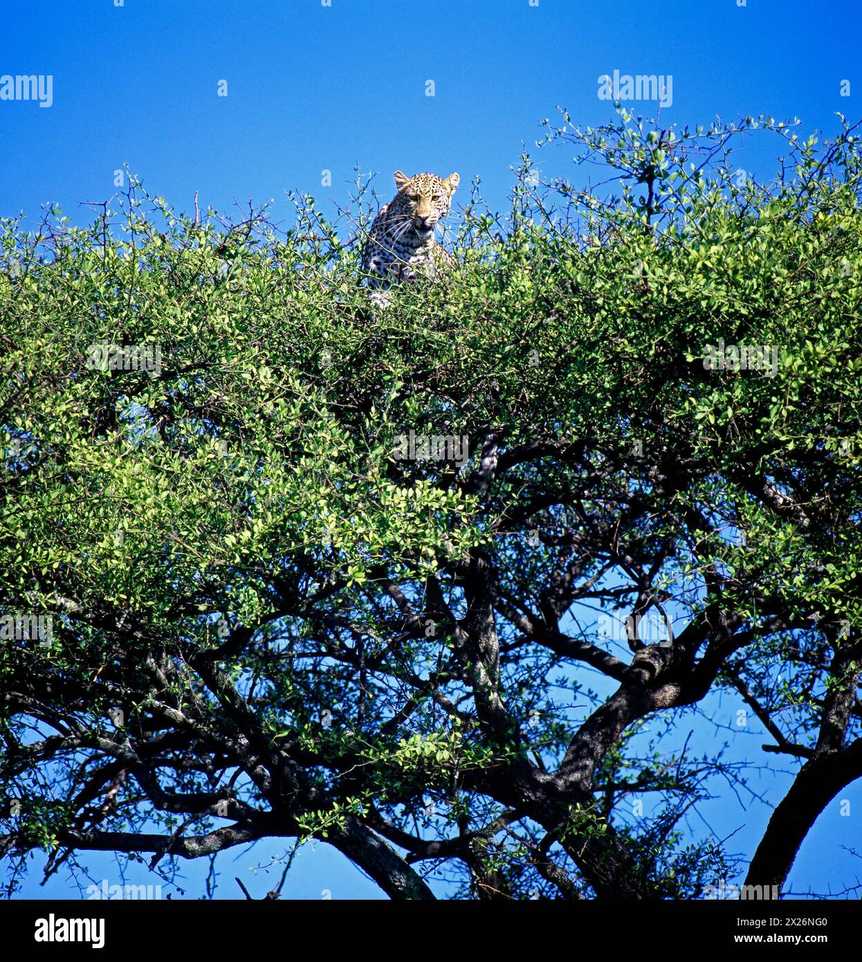 Leopard Hat Seine Jagdbeute im Wipfel einer Akazie vor Nahrungskonkurrenten gesichert, Amboseli NP in Kenia Leopard im Baum *** Leopard ha assicurato la sua preda ai concorrenti in cima a un albero di acacia, Amboseli NP in Kenya Leopard in un albero Foto Stock