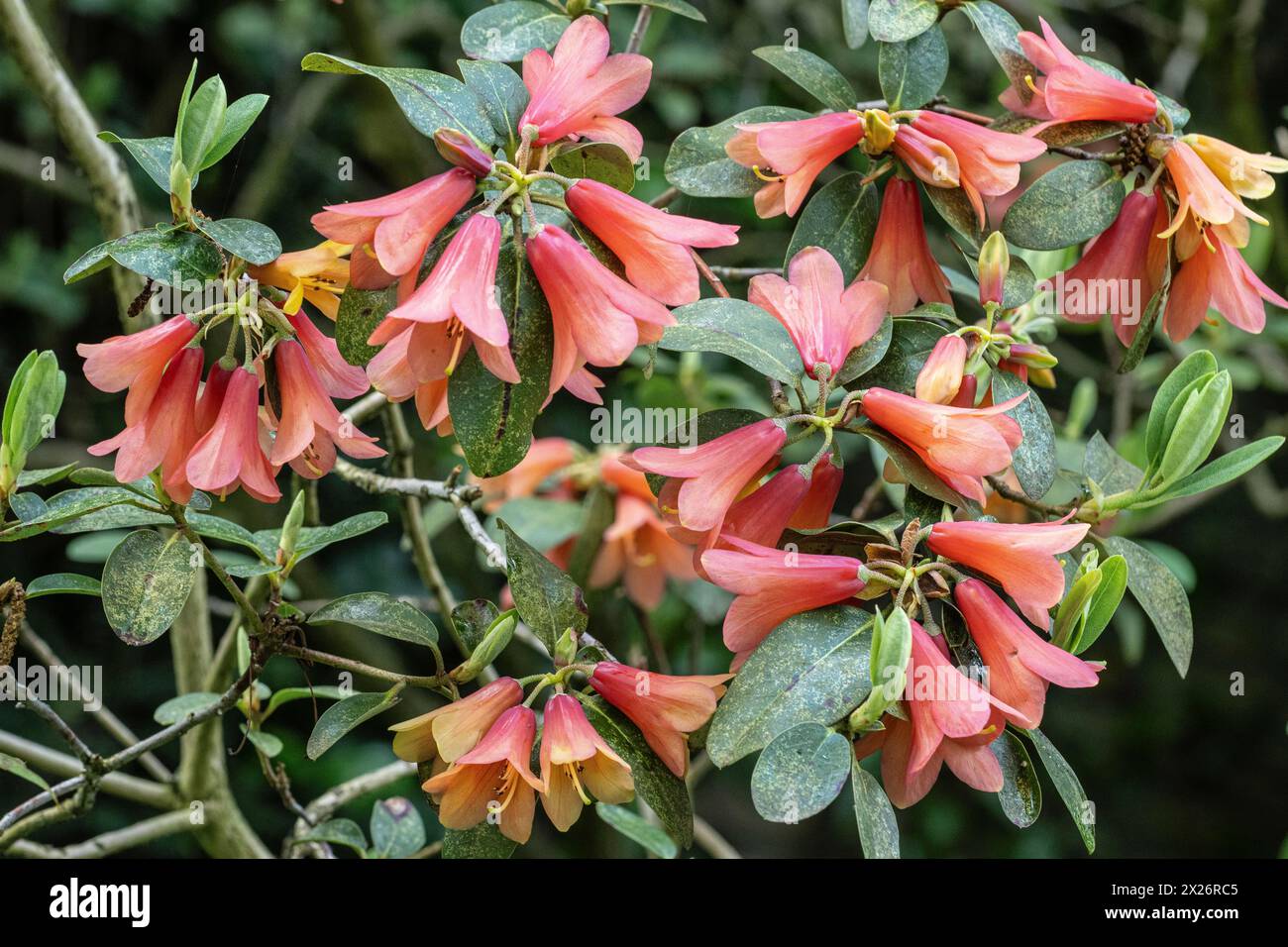 Rhododendron fiore (Rhodendron concatenans), Emsland, bassa Sassonia, Germania Foto Stock