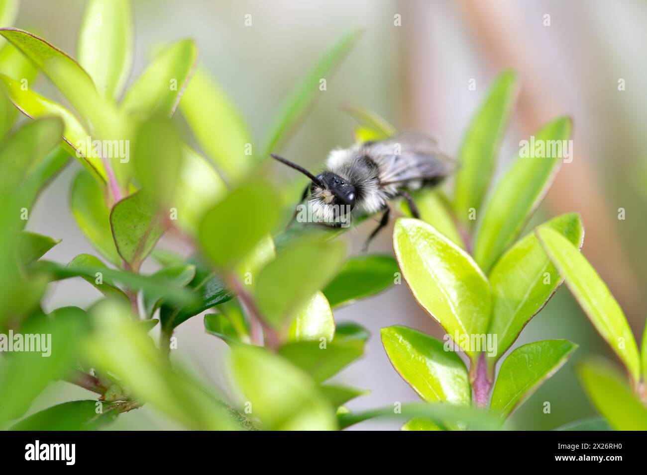 Ape mineraria di Ashy (Andrena cineraria), ape di sabbia dusky grigio-nero, seduta su una foglia in una siepe, Velbert, Renania settentrionale-Vestfalia, Germania Foto Stock