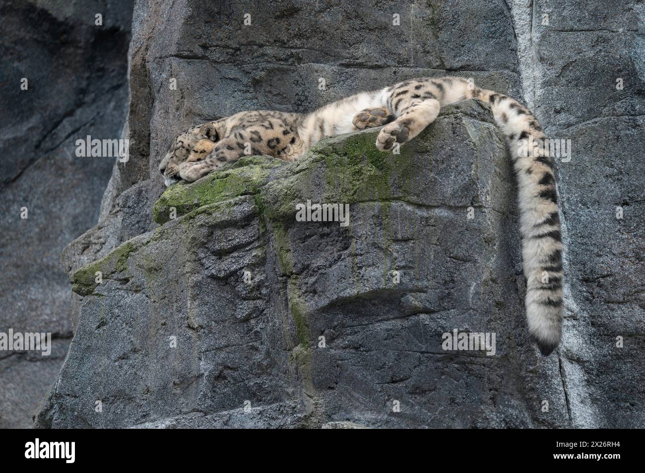 Leopardo delle nevi (Panthera uncia) adagiato su una roccia, che si trova nelle alte montagne dell'Asia centrale, in cattività Foto Stock