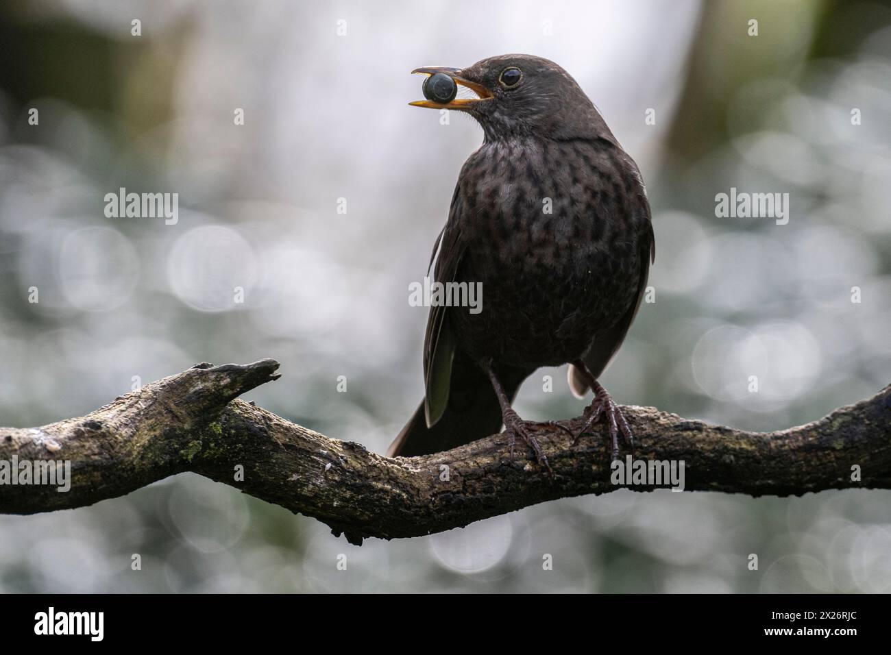 Blackbird (Turdus merula) con bacca di prugna nel becco, Emsland, bassa Sassonia, Germania Foto Stock
