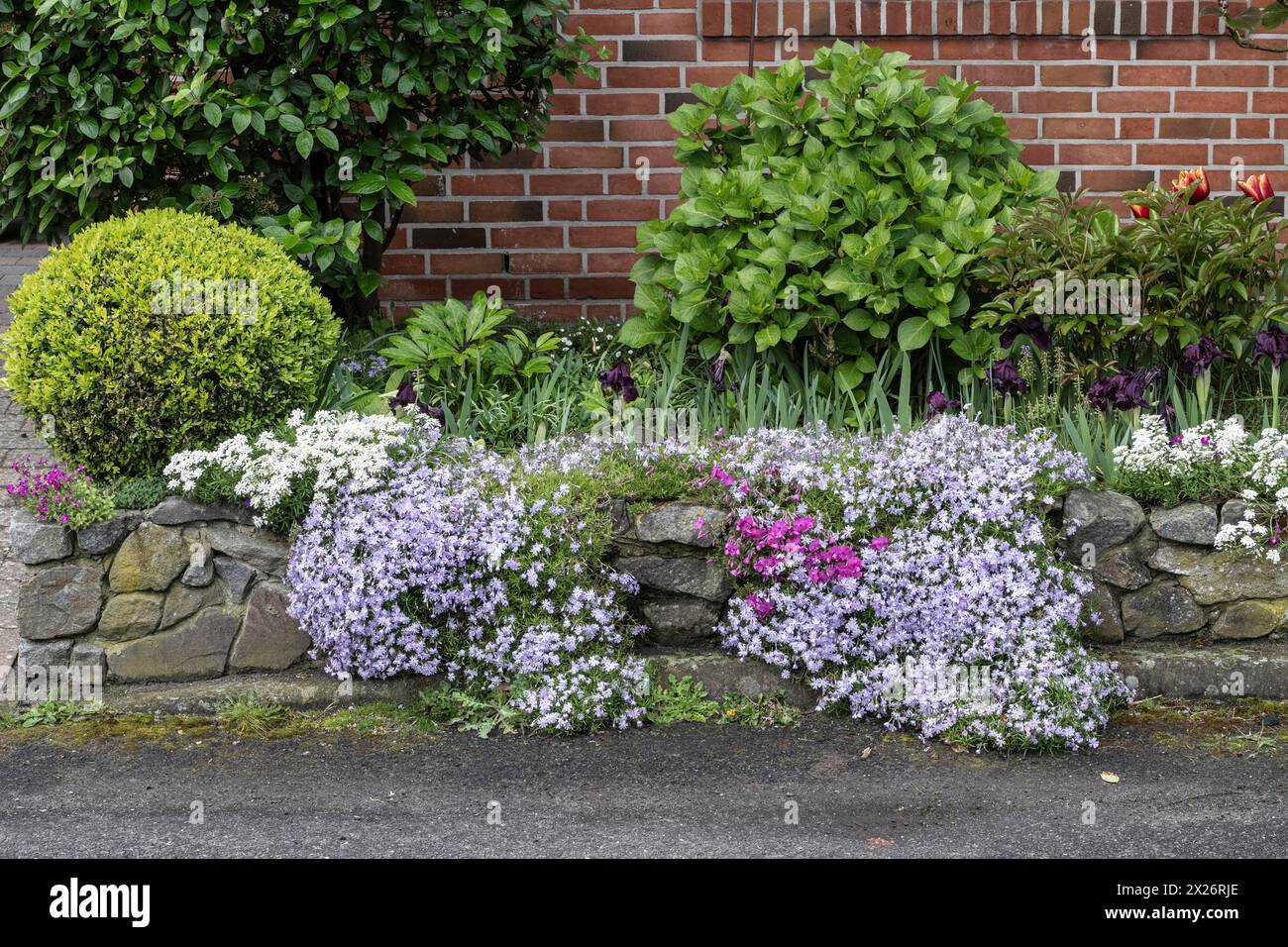 Giardino frontale con phlox strisciante (Phlox subulata), periwinkle (Iberis sempervirens) e Iris nani (Iris barbata Nana) in un muro di pietra secca, Emsland Foto Stock