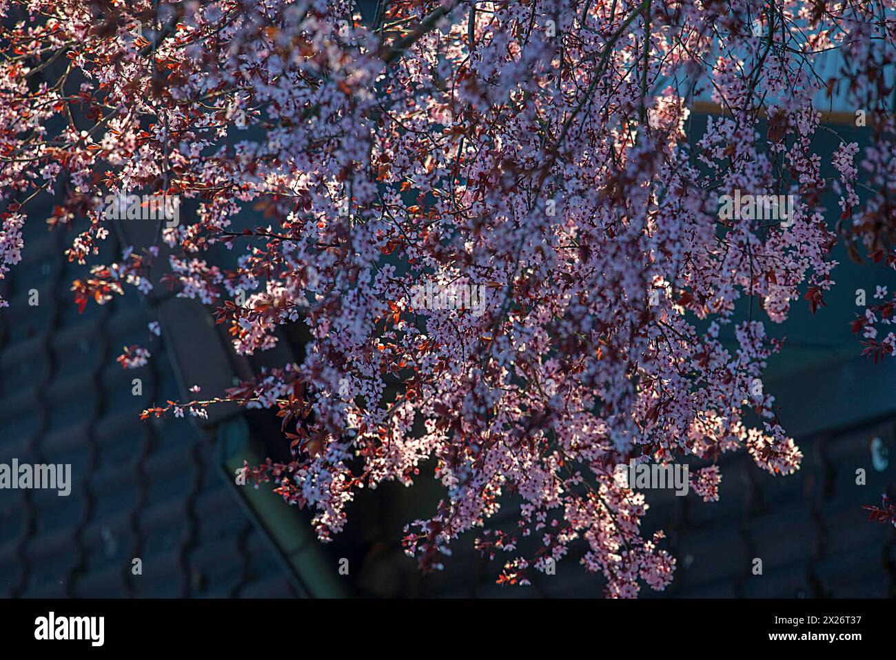 Prugna in fiore (Prunus cerasifera Nigra) contro la luce, Baviera, Germania Foto Stock