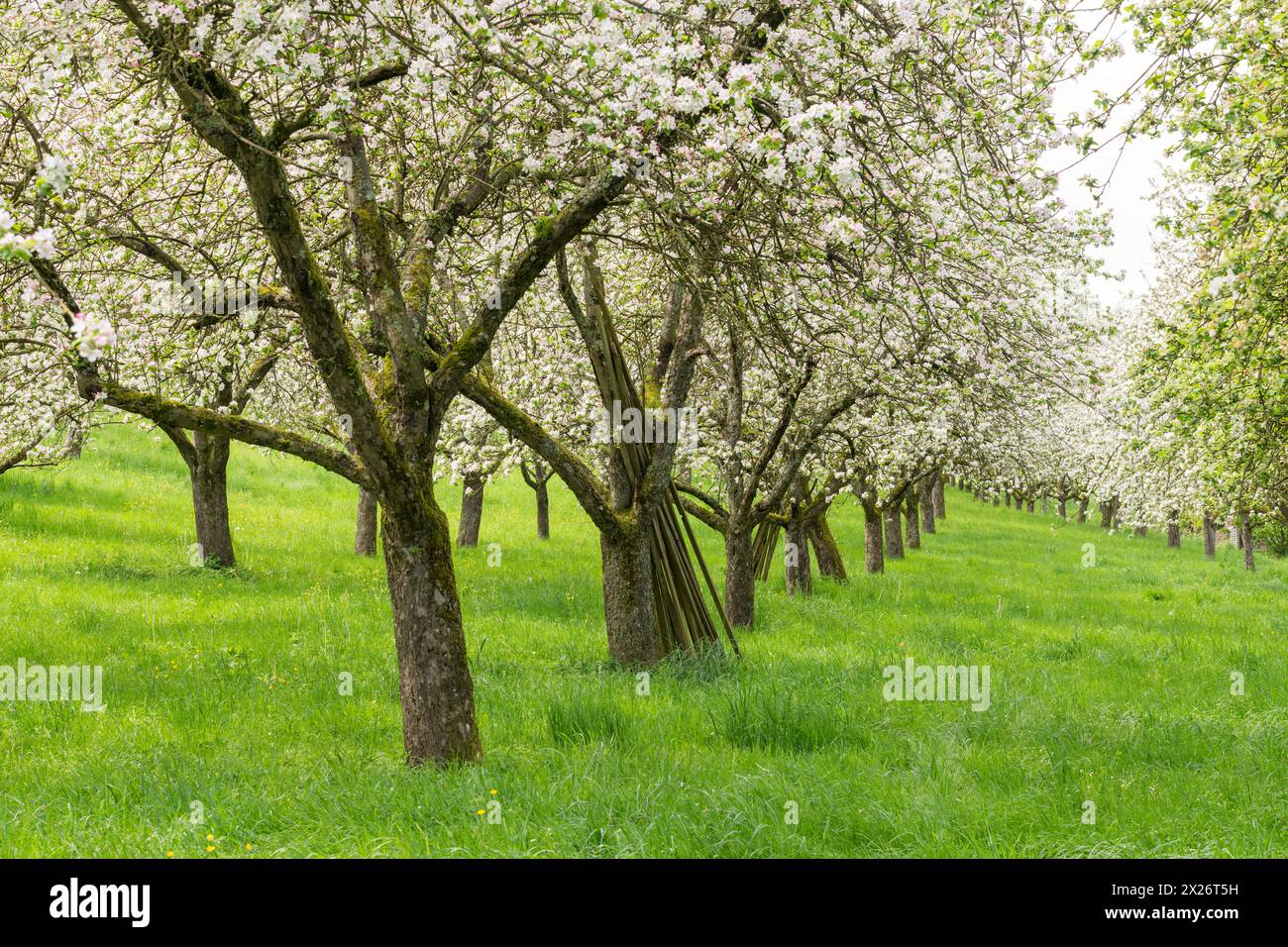 Prato di frutteto, meli in fiore, Baden, Wuerttemberg, Germania Foto Stock