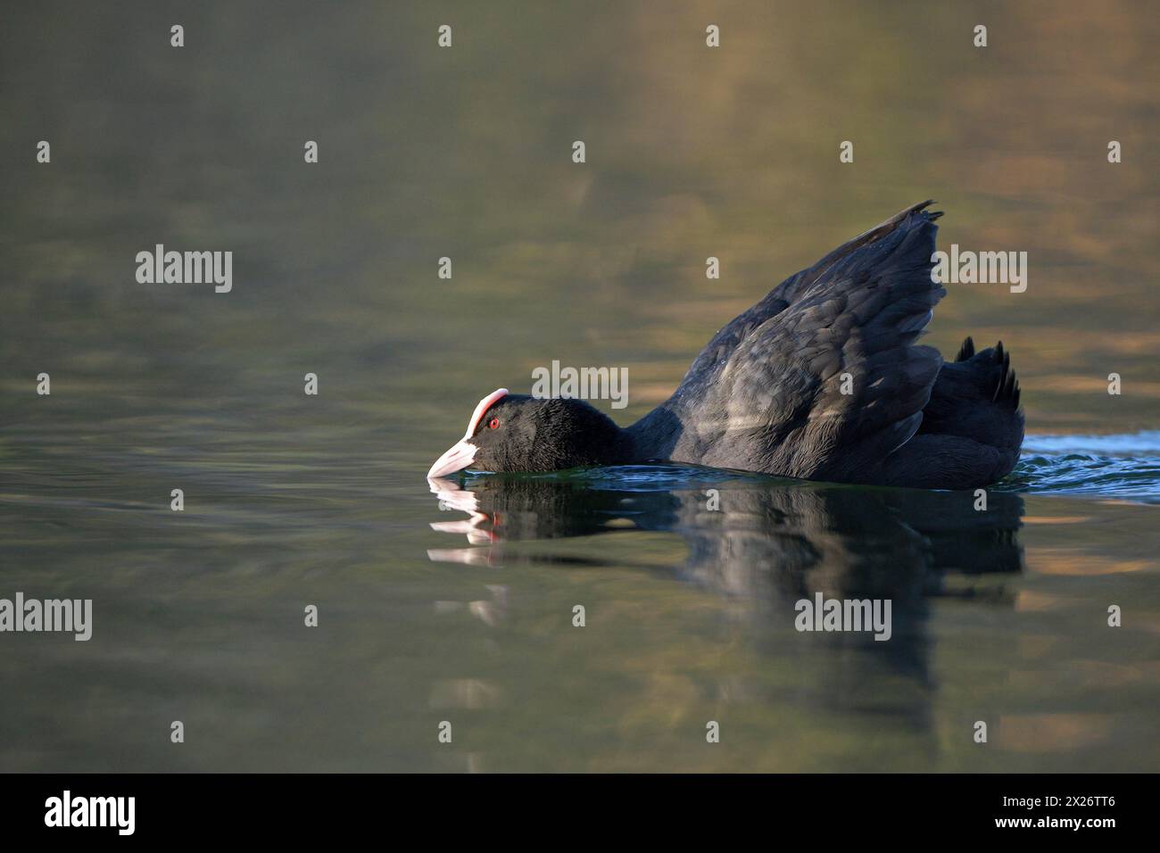 Coot rail eurasiatico, coot (Fulica atra), minaccia di uccelli adulti, comportamento territoriale, corteggiamento, Oberhausen, regione della Ruhr, Renania settentrionale-Vestfalia Foto Stock