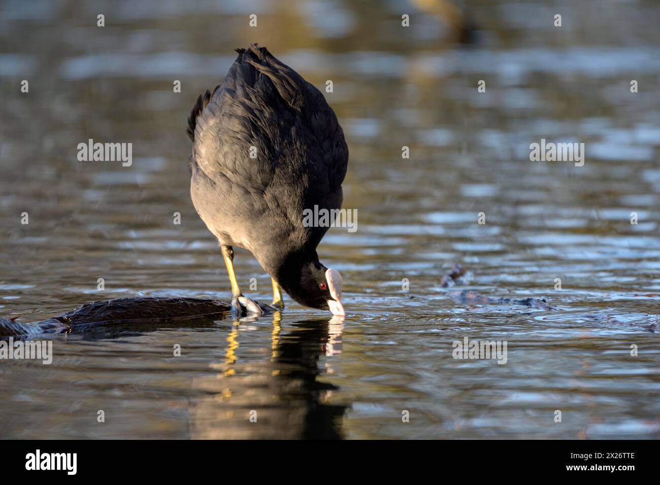 Coot rail eurasiatico, coot (Fulica atra), uccello adulto, comportamento territoriale, corteggiamento, Oberhausen, regione della Ruhr, Renania settentrionale-Vestfalia, Germania Foto Stock