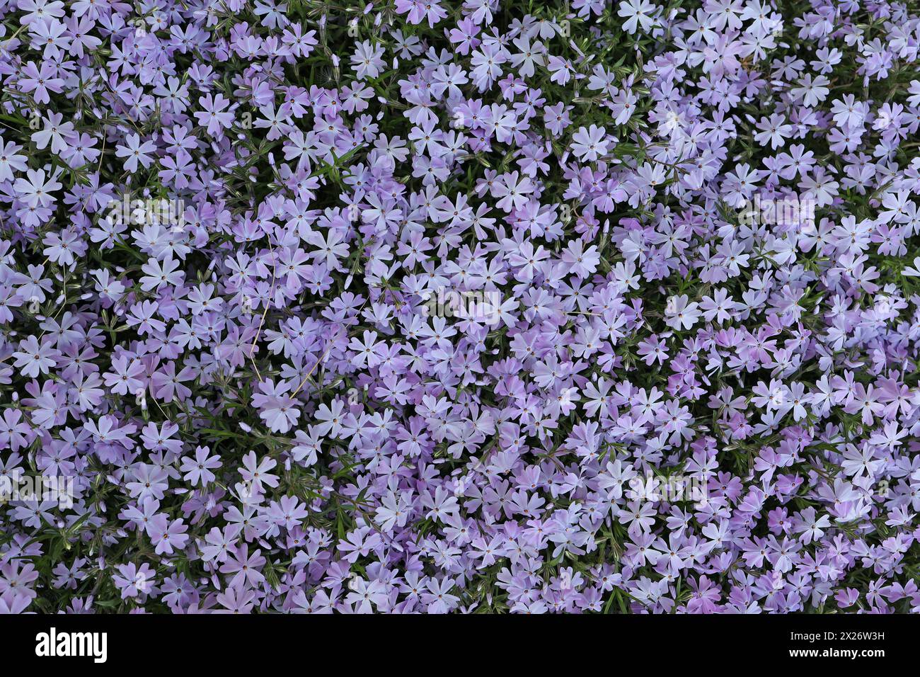 Esuberante fioritura a forma di aquila phlox. Lilac phlox subulate. Sfondo. Phlox subulate. Foto Stock