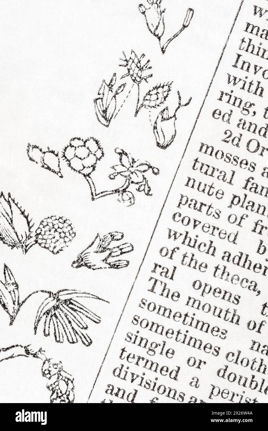 Dettaglio pagina di 1872 ed. Del famoso "A History of the Vegetable Kingdom" di William Rhind. Per la denominazione delle piante e la storia della botanica/scienza botanica. Foto Stock