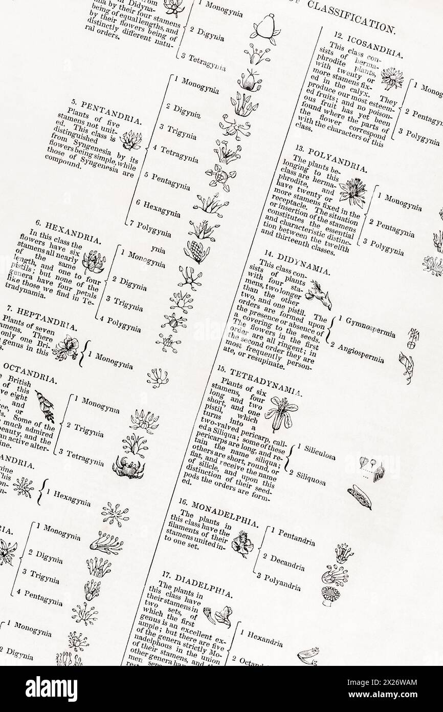 Dettaglio pagina di 1872 ed. Del famoso "A History of the Vegetable Kingdom" di William Rhind. Per la denominazione delle piante e la storia della botanica/scienza botanica. Foto Stock