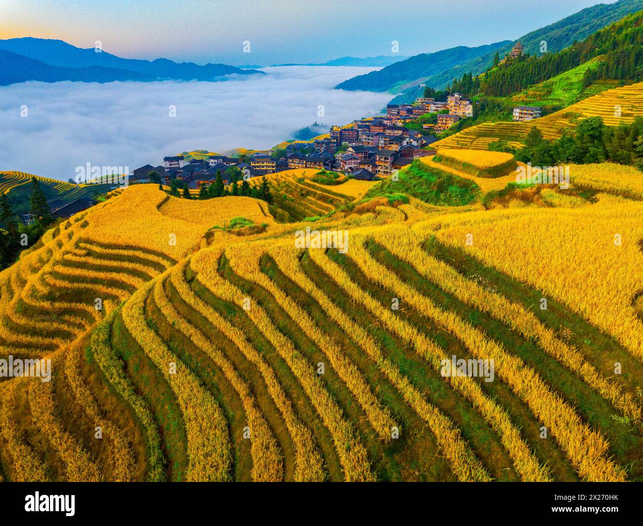 Splendido paesaggio autunnale del raccolto di riso nei campi terrazzati di Longji Foto Stock