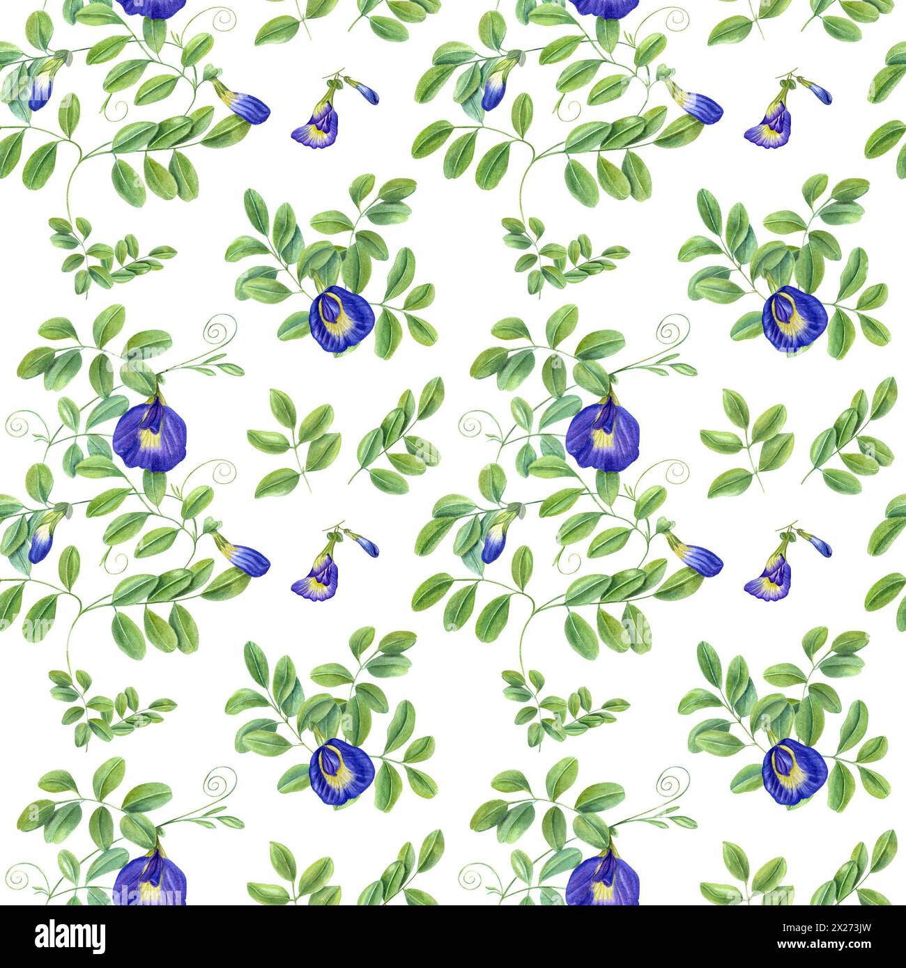 Fiori blu e foglie verdi. Arrampicata sulla clitoria ternatea in piena fioritura. Modello senza cuciture dei rami finali della pianta asiatica. Fiore di pisello a farfalla. Foto Stock