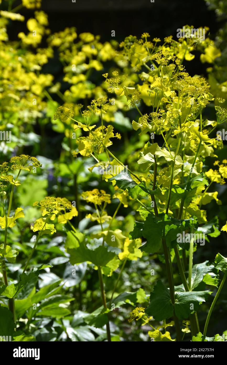Fiori di primavera giallo acido di Smyrnium perfoliatum nel giardino del Regno Unito aprile Foto Stock
