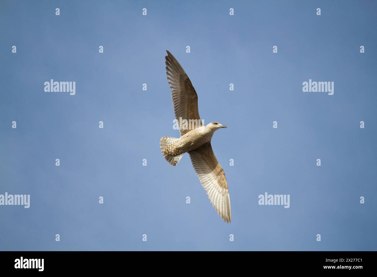 Il gull di Kumlien. (Larus glaucoides kumlieni) 1cy. Volo. Cielo blu Foto Stock