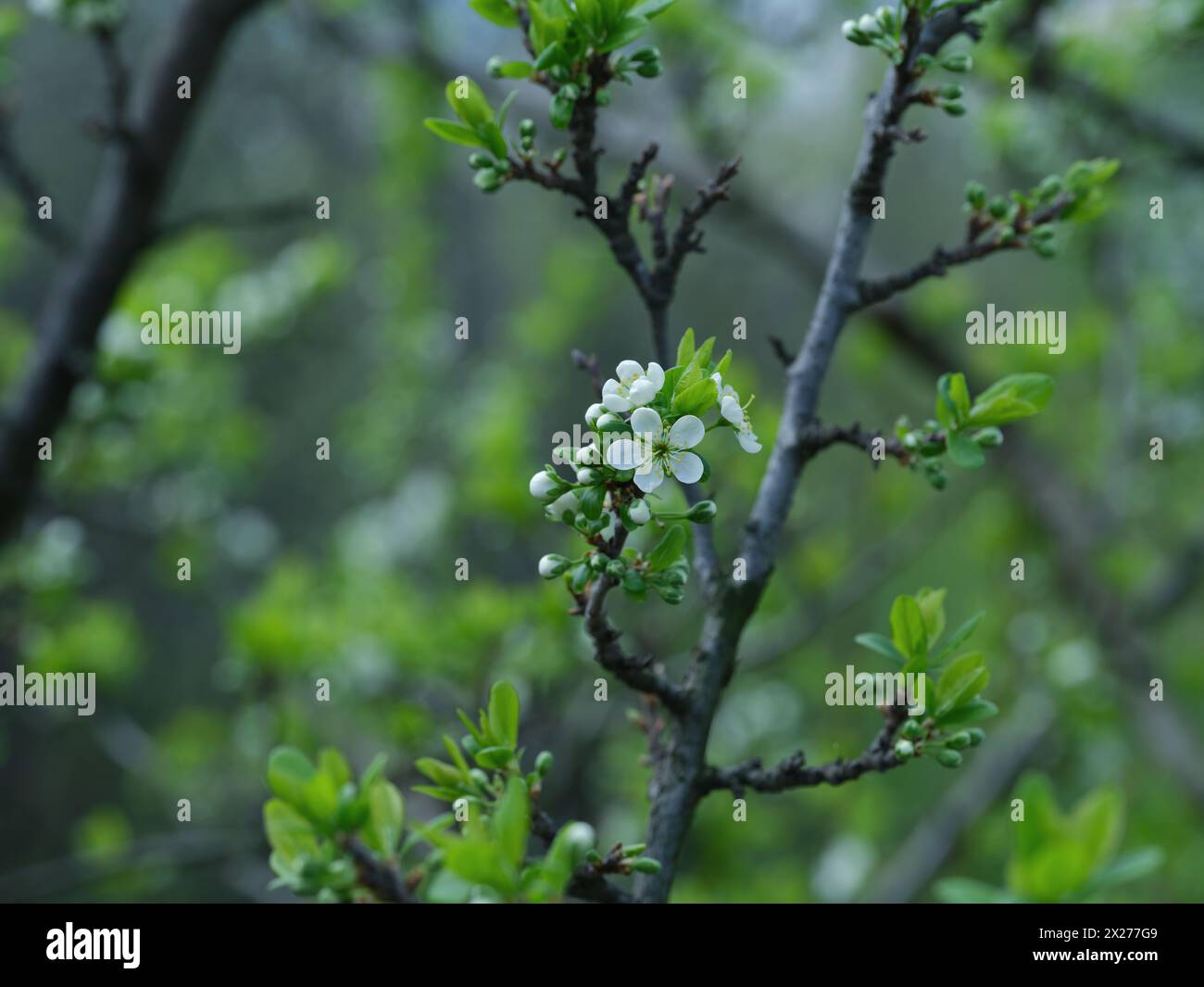 Fiori di prugna in fiore. Primo piano. Foto Stock