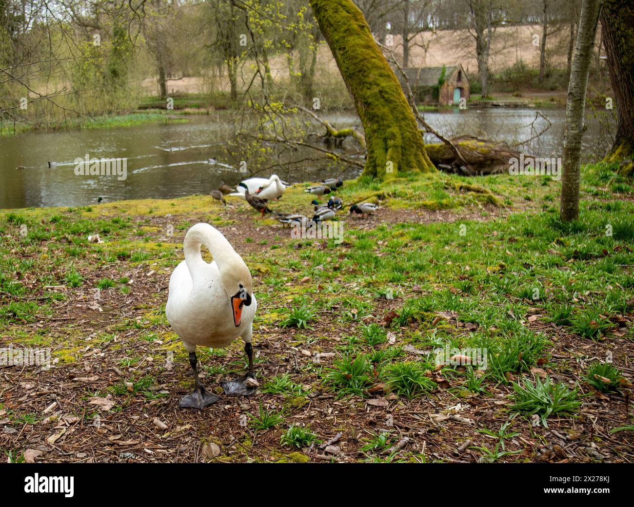 Bellissimo ed elegante cigno sull'erba vicino allo stagno con anatre Foto Stock