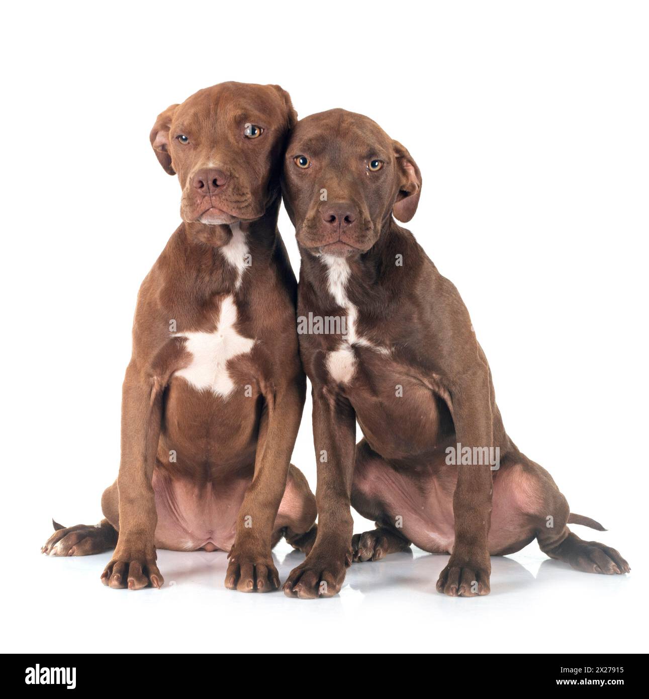 american pitbull terrier in posa davanti a sfondo bianco Foto Stock
